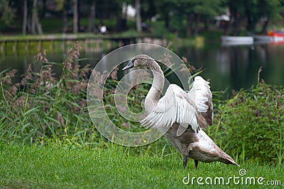 Beautiful young gray colored cygnus or swan Stock Photo