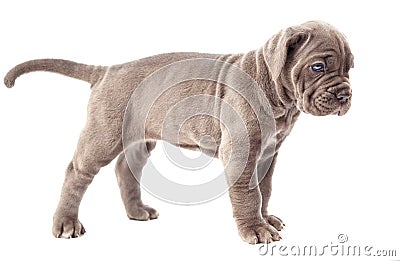 Beautiful young gray puppy italian mastiff cane corso (1 month) Stock Photo