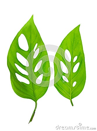 Beautiful young green monstera (var. expilata) leafs is isolated Stock Photo