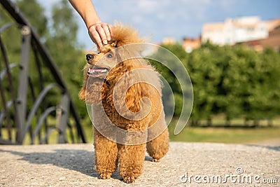 A beautiful young groomed thoroughbred red poodle stands on stone bridge in a sunny city park. The owner straightens the hair on Stock Photo