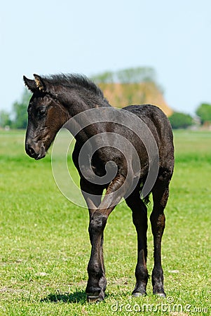 Beautiful young horse Stock Photo
