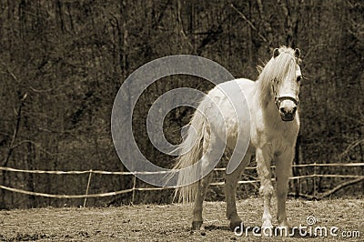 Beautiful young horse (sepia) Stock Photo