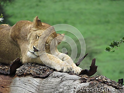 a beautiful young lion closeup sleeping on a trunk Stock Photo