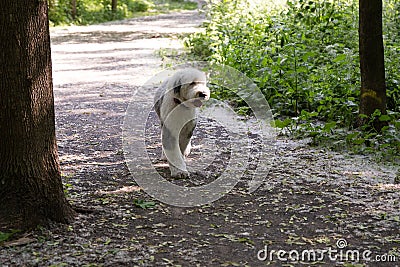 Beautiful young Old English Sheepdog walking unleashed in wooded area Stock Photo