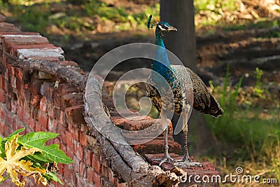 A Beautiful Young Peacock Stock Photo