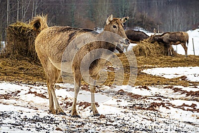 Beautiful young Pere David`s deer walking free near bales of hay and other deer in a field Stock Photo
