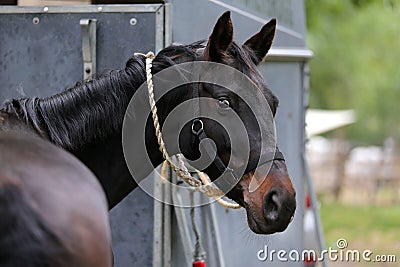 Thoroughbred sport horse standing next to an animal trailer Stock Photo