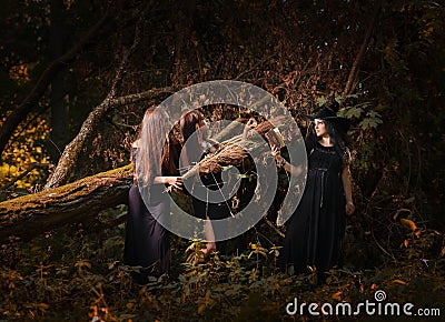 Beautiful young witches in dark forest. Stock Photo