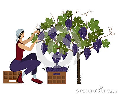 Beautiful young woman in a kerchief is harvesting black grape using the pruning shear sitting on a box Vector Illustration