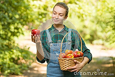 Beautiful young woman picking ripe organic apples in a basket in the garden or on a farm in an autumn or summer day Stock Photo