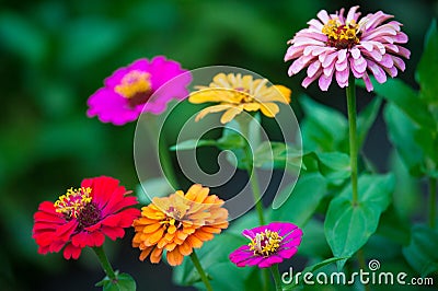 Beautiful zinnia flowers growing in the garden. Nature concept Stock Photo