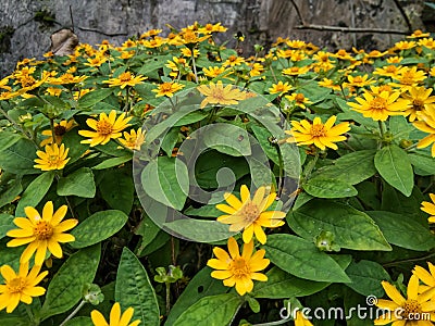 beautiful Zinnia Profusion Yellow flowers Stock Photo