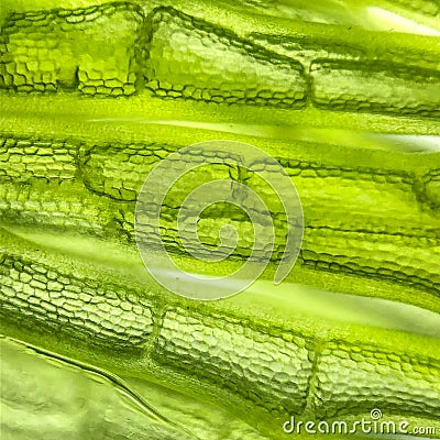 zoom micro organism algae cell Stock Photo