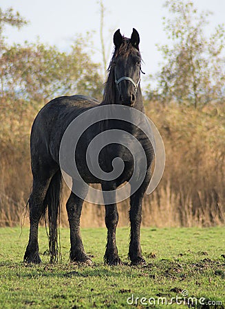 Beautifull black baroc horse Stock Photo