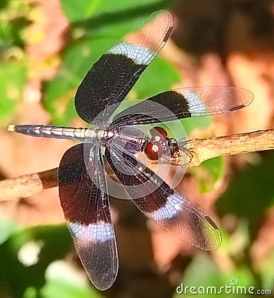 A beautifull black and white coloured dragon fly. Stock Photo