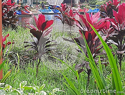 Beautifull colorfull plant in the summer garden Stock Photo