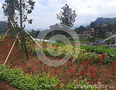 Beautifull colorfull plant in the summer garden. Red Flowers Editorial Stock Photo