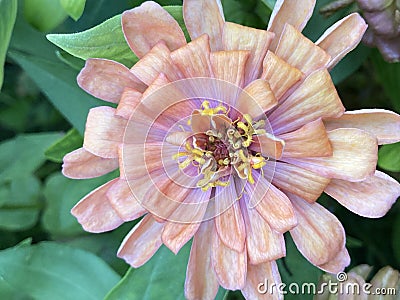 Beautifull common zinnia. Stock Photo