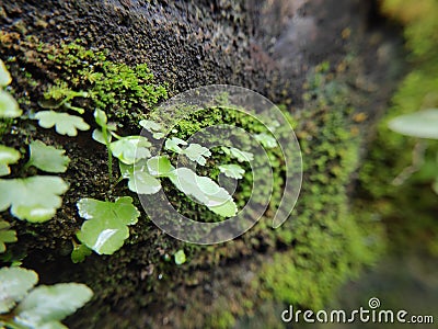 beautifull fern plant moss forest close up makro leaf Stock Photo