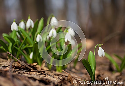 Beautifull first flowers snowdrops in spring forest Stock Photo