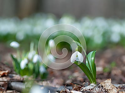 Beautifull first flowers snowdrops in spring forest Stock Photo