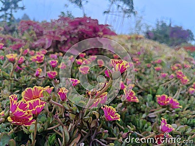 Beautifull Flowers in the garden Stock Photo