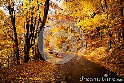 Autumn in Poland. golden road Stock Photo
