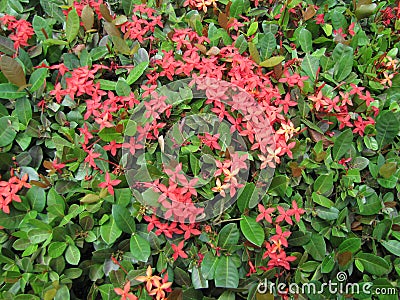 Beautifull garden, flowers, nature, green leafs, red flowers, wild life, peace, calmness Stock Photo