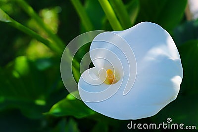 Beautifull giant white arum lily Stock Photo