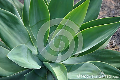 Beautifull green aloe vera Stock Photo