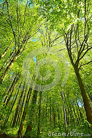 Beautiful green forest nature Stock Photo