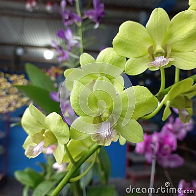 Beautifull green orchids Stock Photo