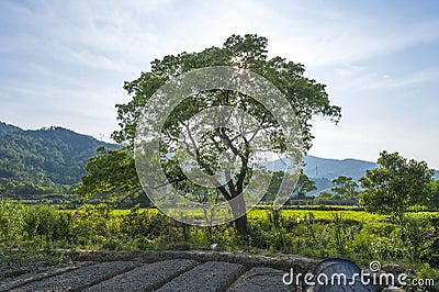 Beautifull green tree Stock Photo