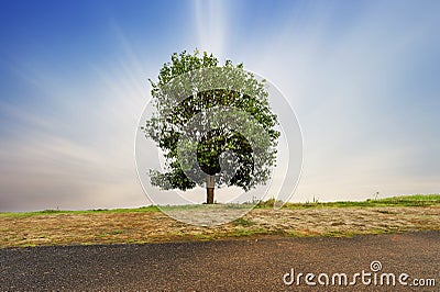 Beautifull green tree Stock Photo