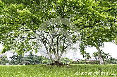 Beautifull green tree Stock Photo