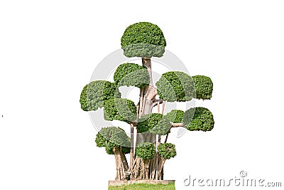 Beautifull green tree on a white background Stock Photo