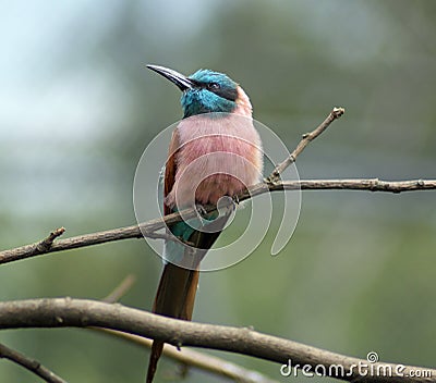 Beautifull little tropical bird Stock Photo