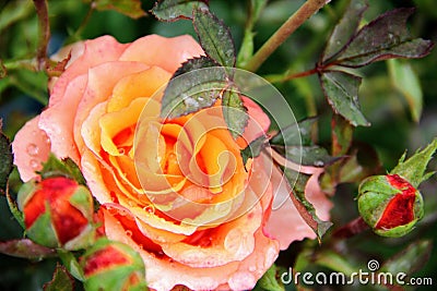 Beautifull orange rose from the garden Stock Photo