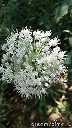 Beautifull pics of white flowers Stock Photo