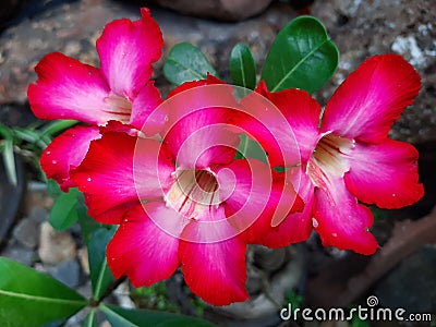 Best beautifull red flowers Stock Photo