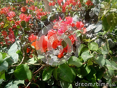 Beautifull red flowers Stock Photo