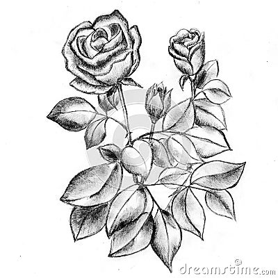 Beautifull sketch of roses, handdrawing art. Stock Photo