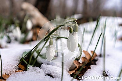 Beautifull snowdrop flower growing in snow in early spring forest. Tender spring flowers snowdrops harbingers of warming Stock Photo