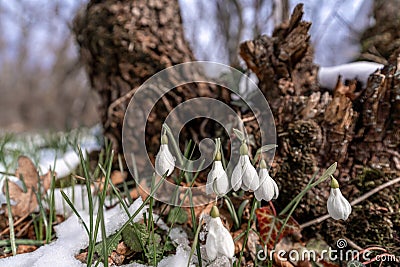 Beautifull snowdrop flower growing in snow in early spring forest. Tender spring flowers snowdrops harbingers of warming Stock Photo