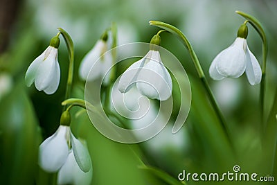 Beautifull first flowers snowdrops in spring forest Stock Photo