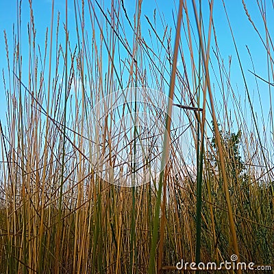 Blue sky and graas Stock Photo