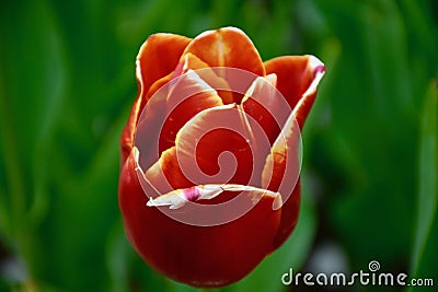 A beautifull tulip flower Stock Photo