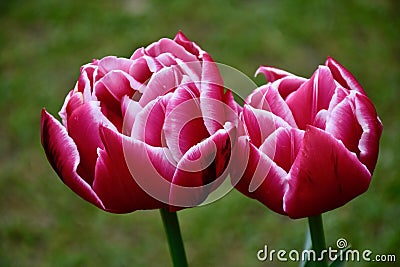 A beautifull tulip flowers Stock Photo