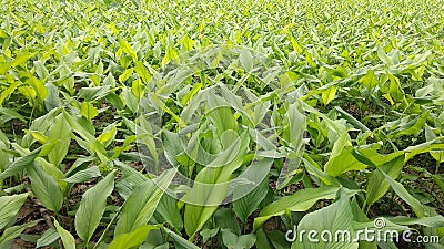 Beautifull Turmeric Plant Stock Photo