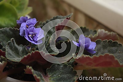 Volumetric terry lush indoor home blooming violets. Stock Photo